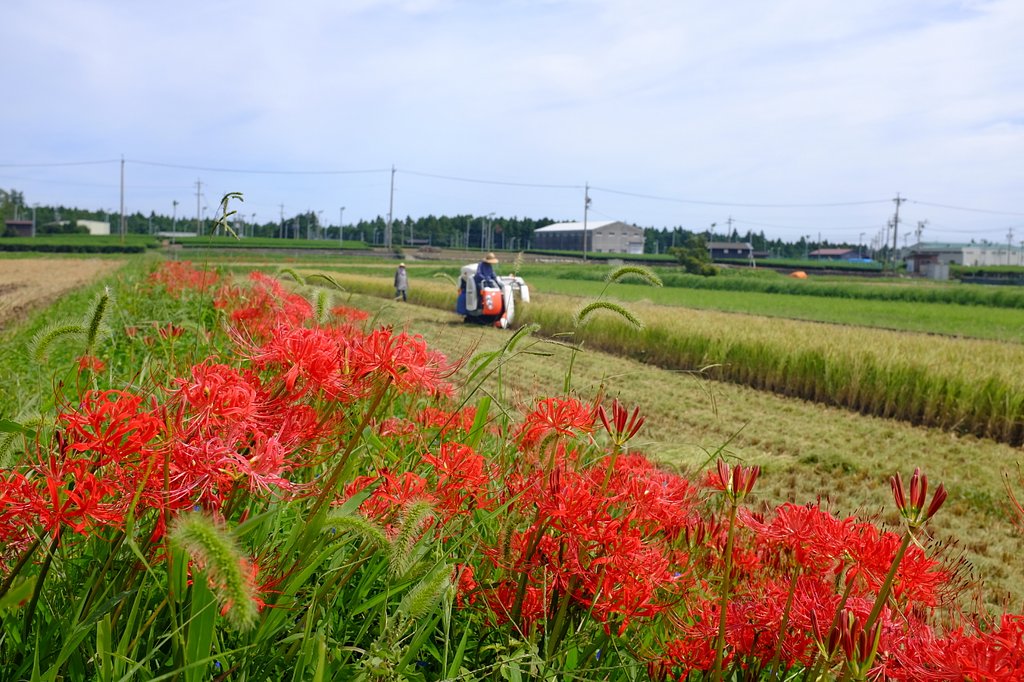 彼岸花と稲刈り