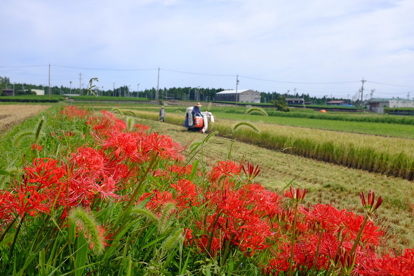 彼岸花と稲刈り