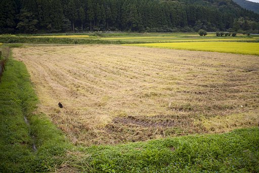 稲刈り済みました。