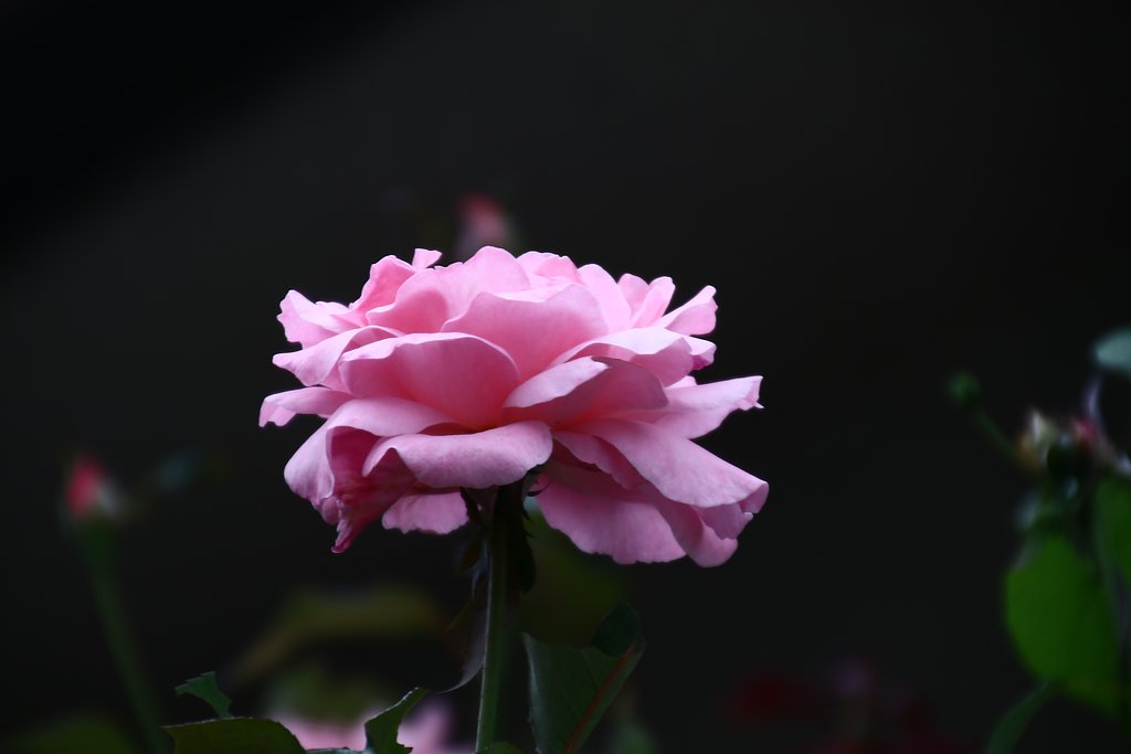 秋の薔薇