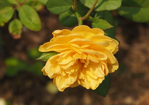 薔薇