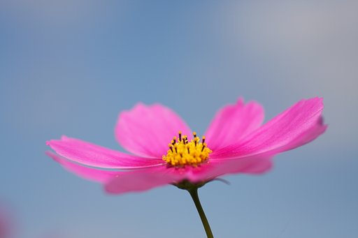 秋桜