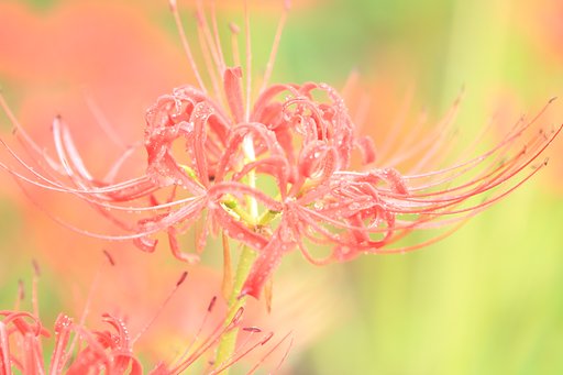 季節の花