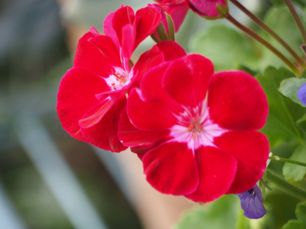 LUMIX G VARIO 1:4-5.6/45-200㎜