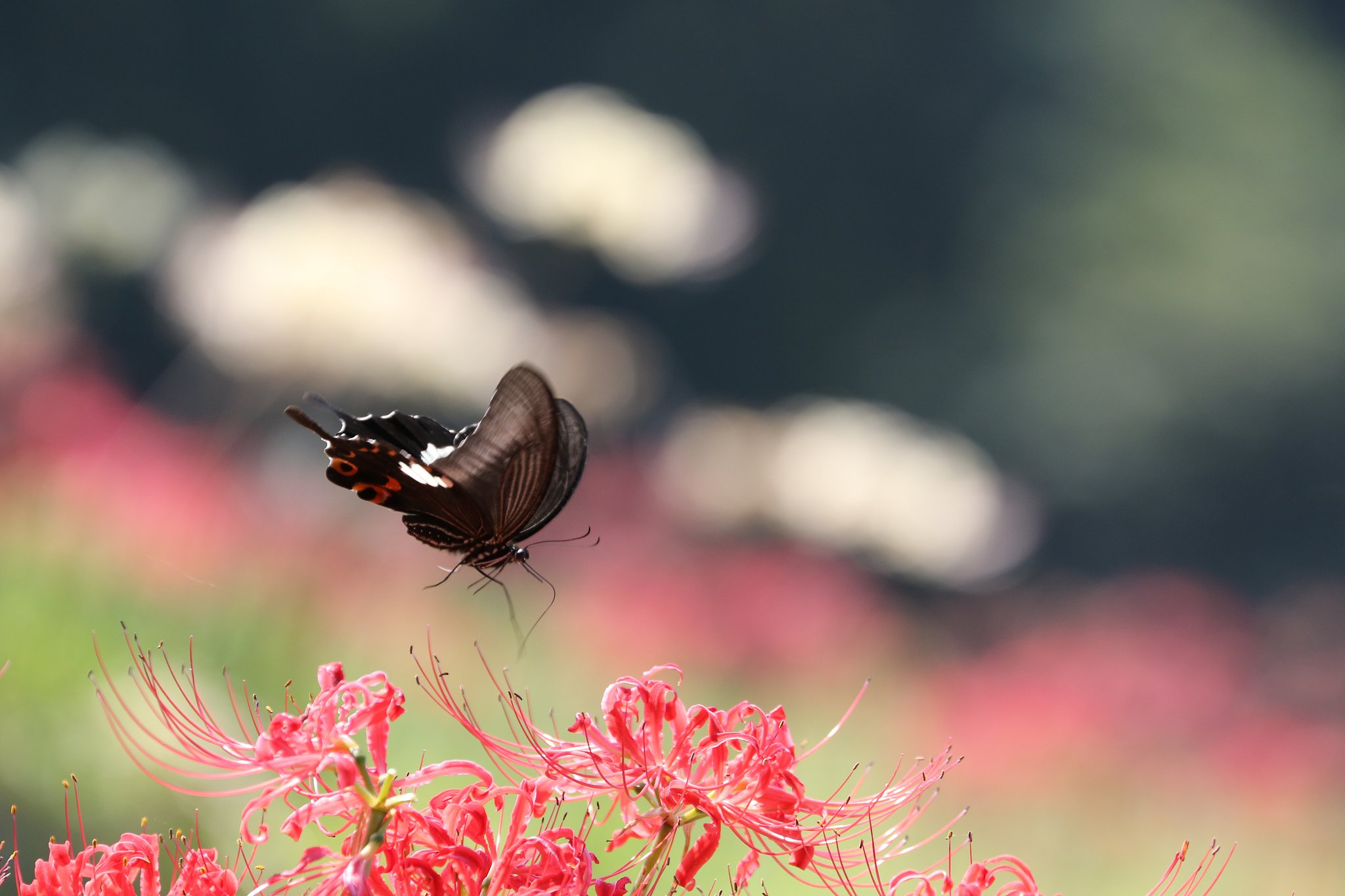 彼岸花にモンキアゲハ