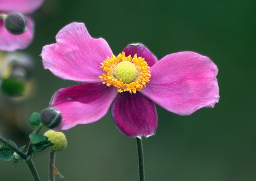 ピンクの秋明菊
