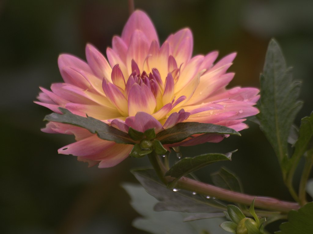 ZD 70-300mmF4-5.6