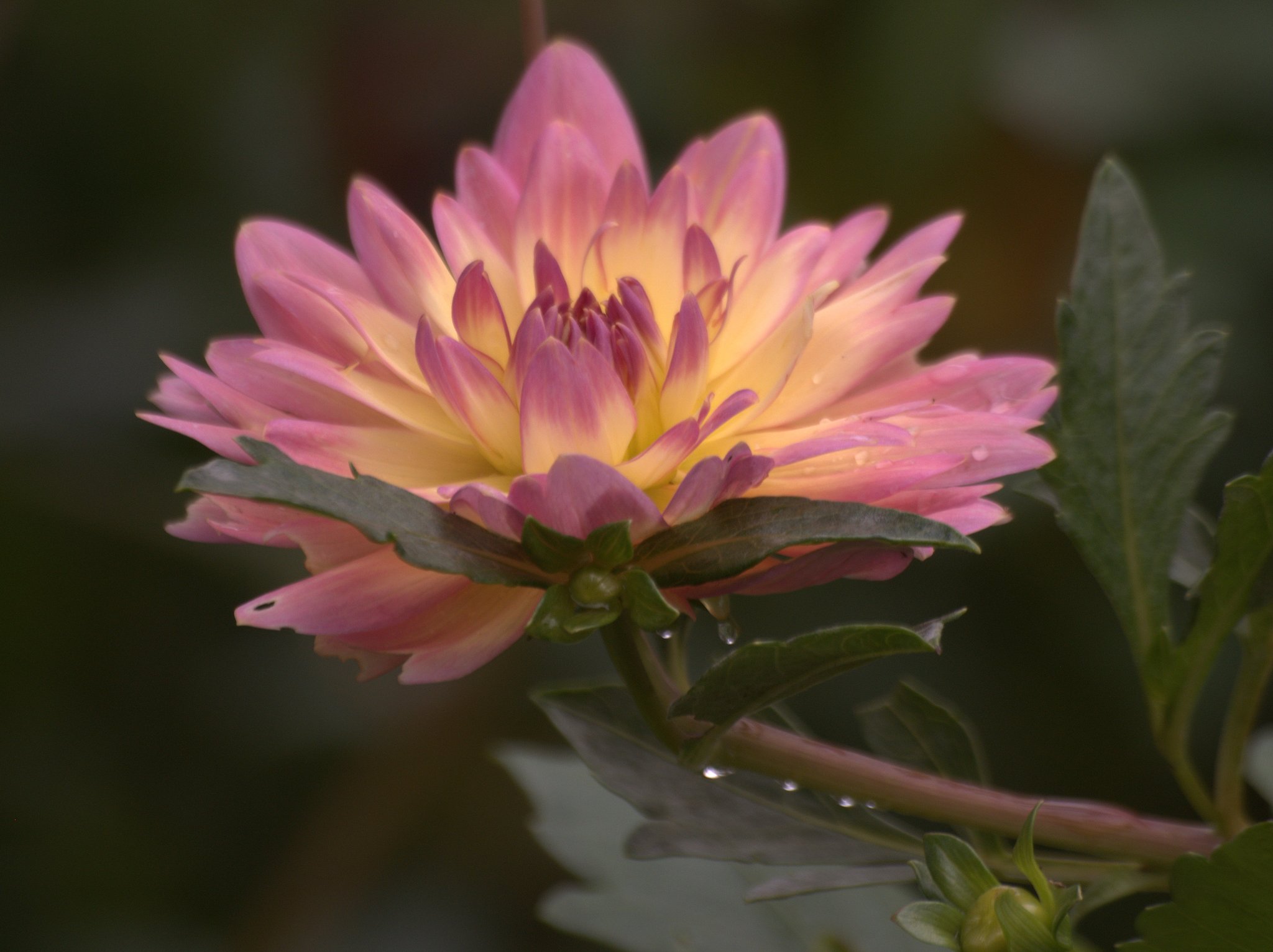 ZD 70-300mmF4-5.6