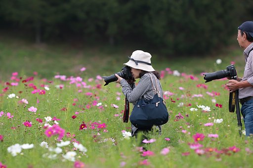 写し屋さん達の肖像　in コスモス畑