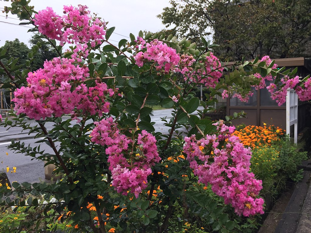 サルスベリの花