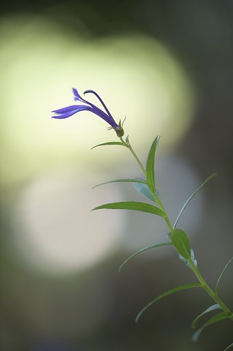 サワキキョウ