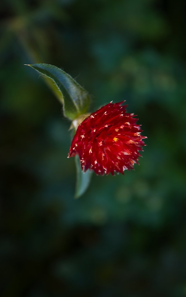 千日紅