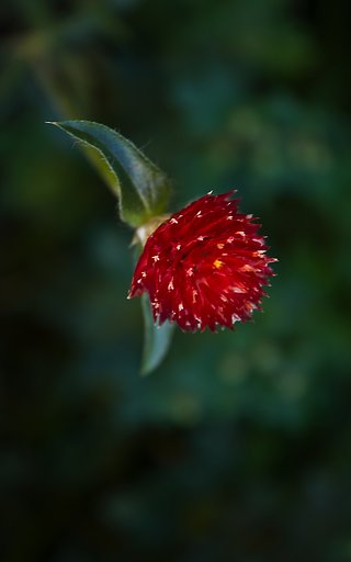 千日紅