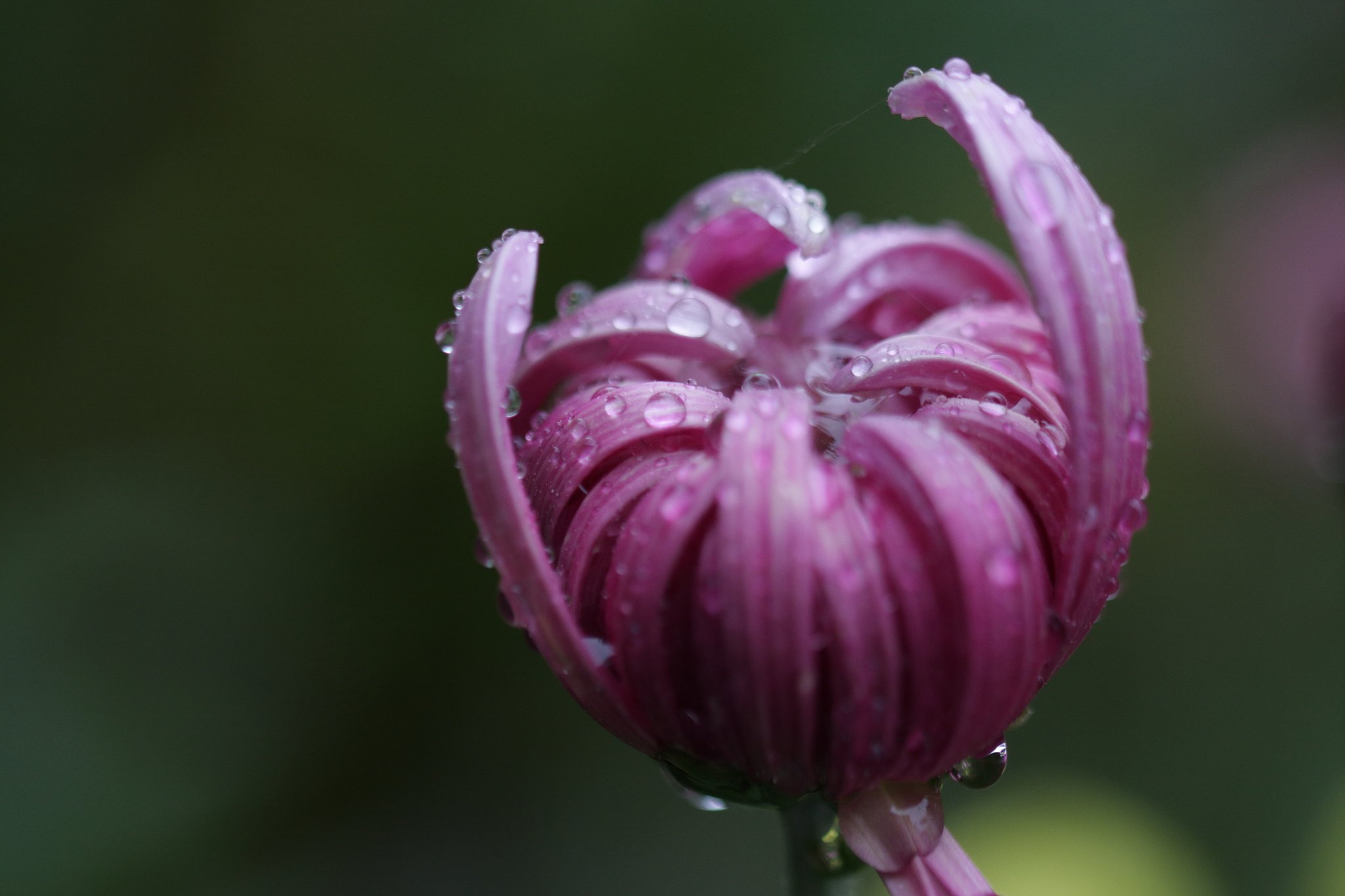 今日も雨