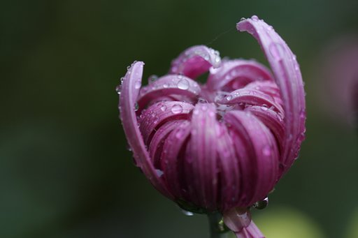 今日も雨