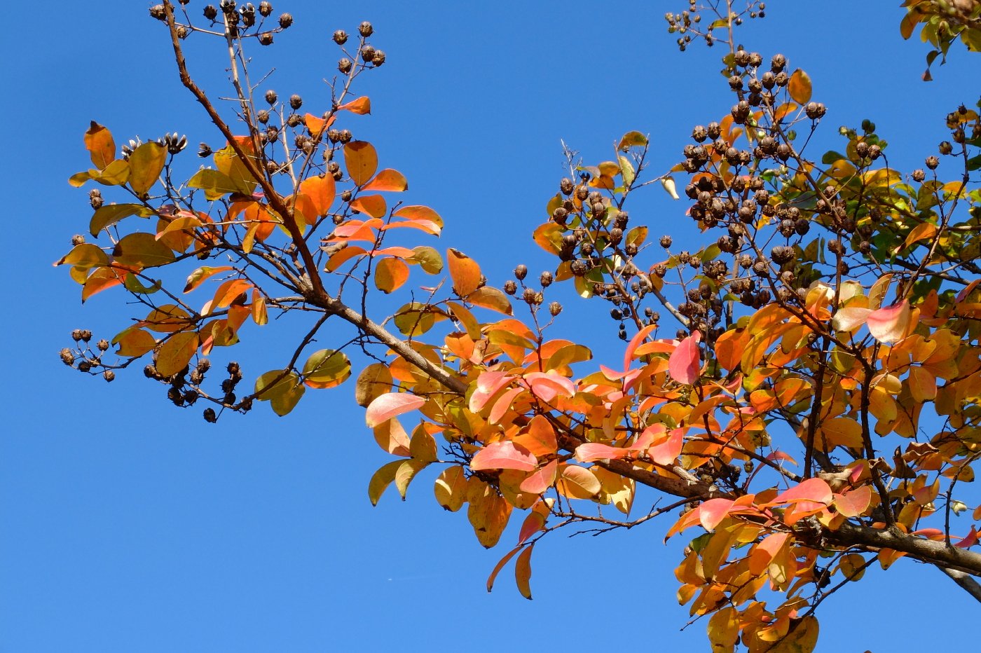 百日紅の紅葉