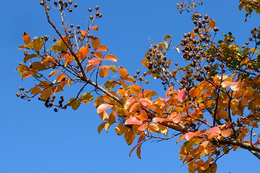 百日紅の紅葉