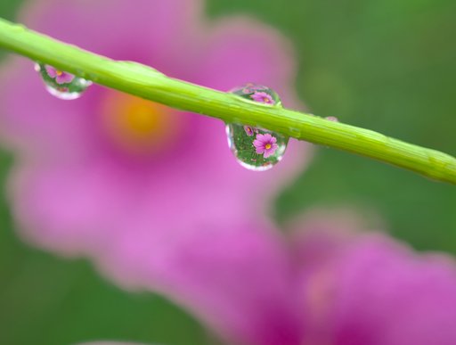 雫花
