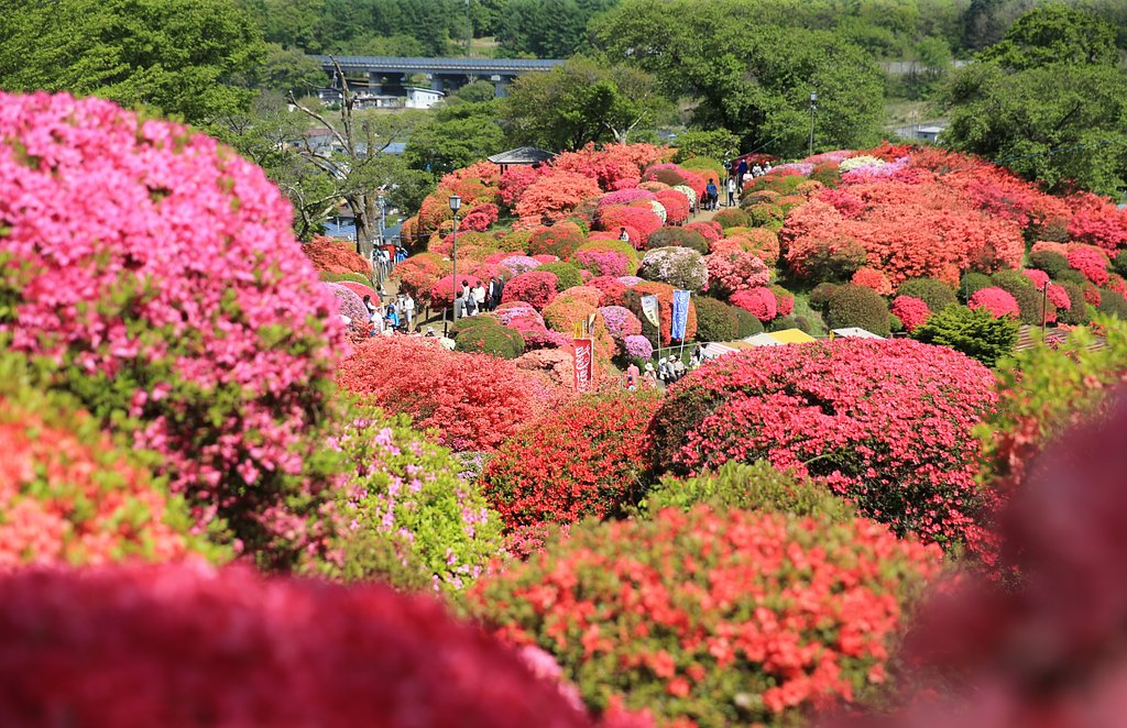 つつじ祭り
