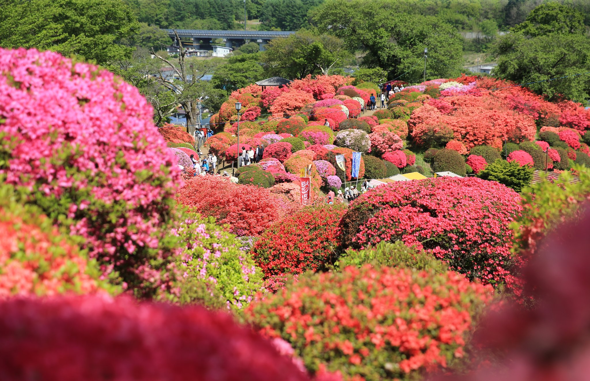 つつじ祭り