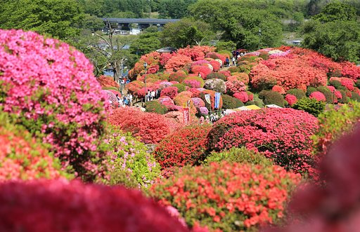 つつじ祭り