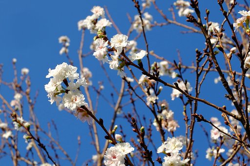 十月桜？