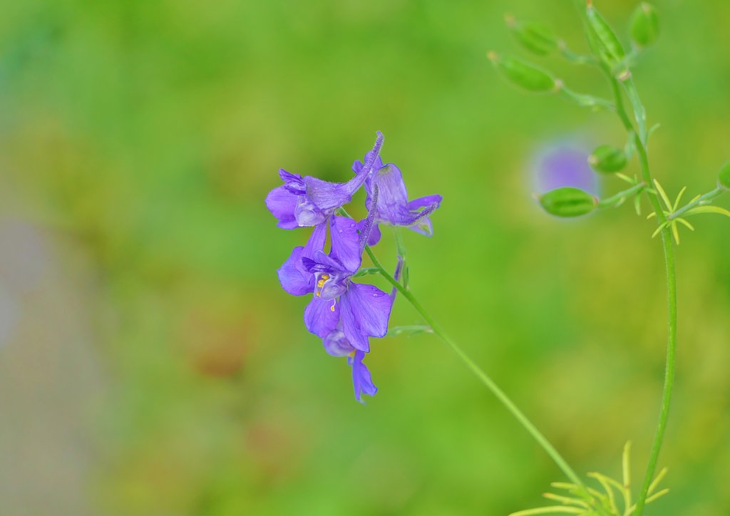 雑草花