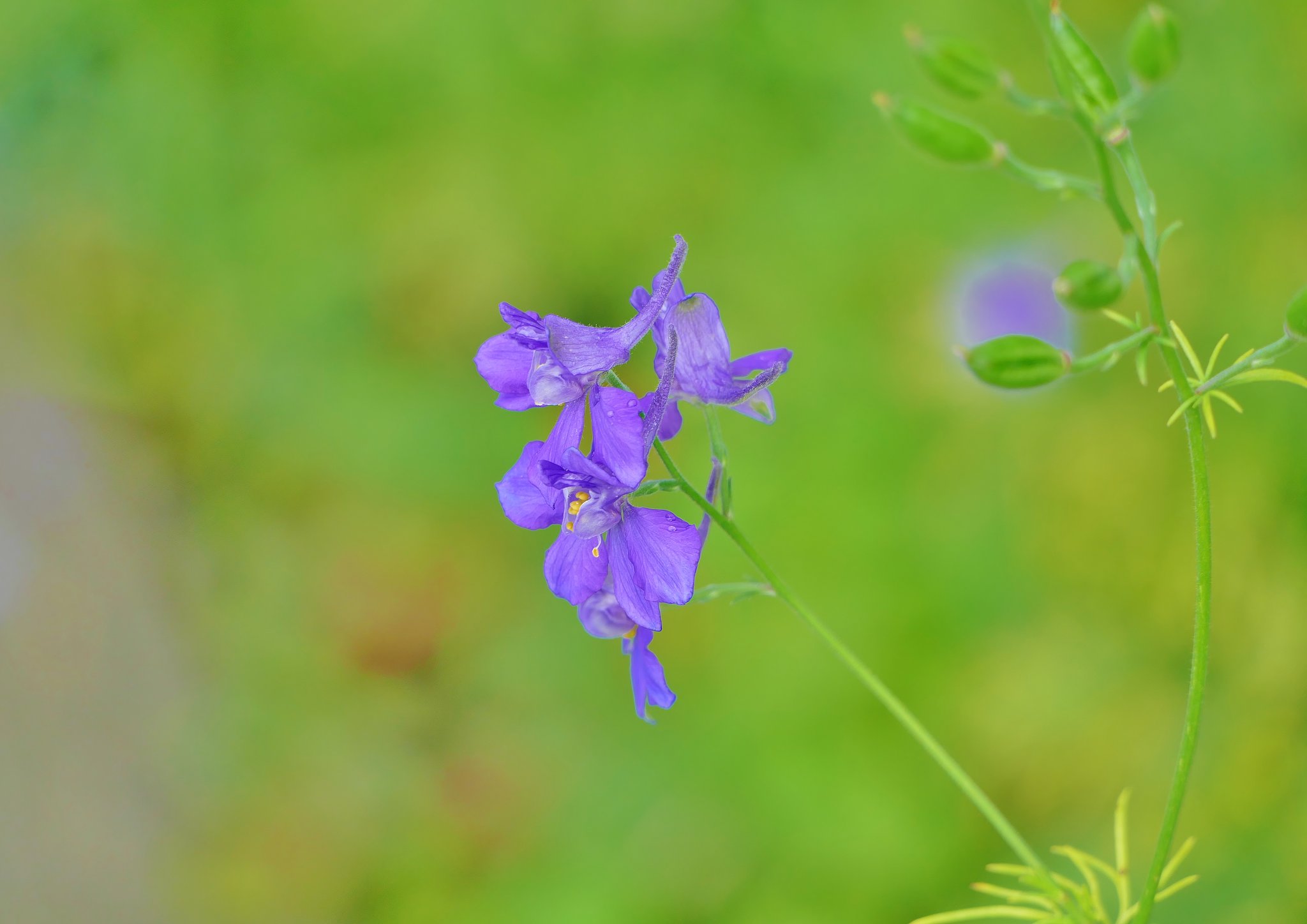 雑草花