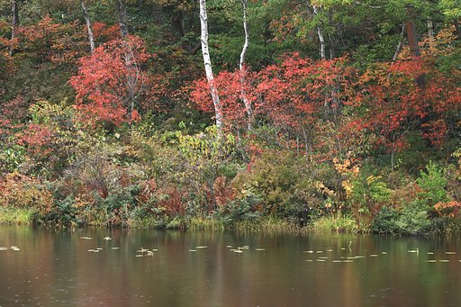 一沼の紅葉