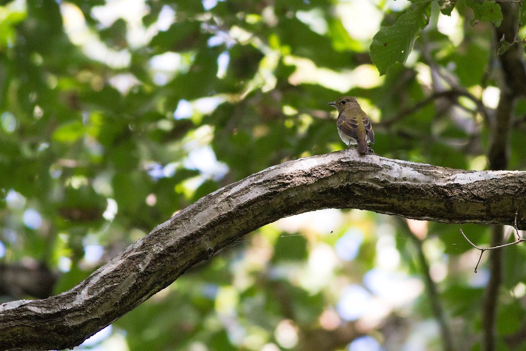 キビタキ♀
