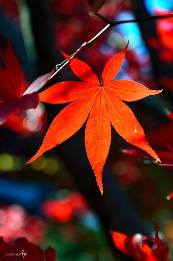 12月6日の写真