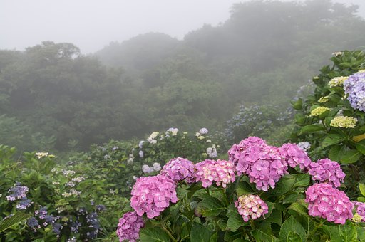 霧中に夢中