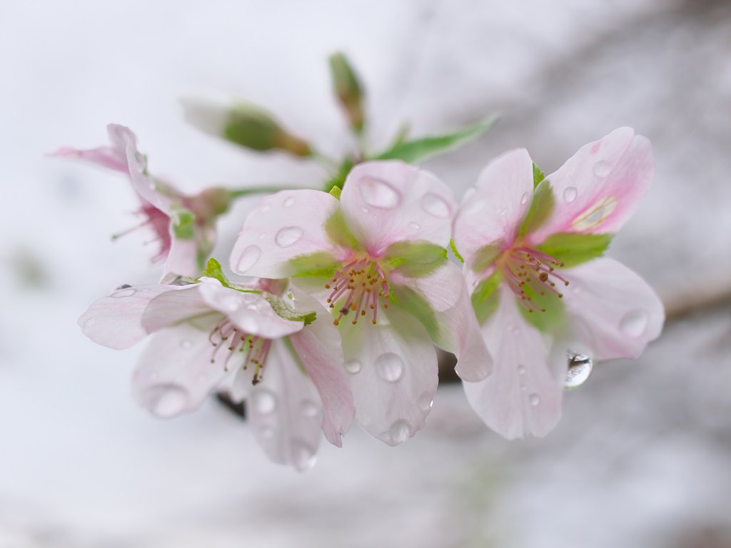 四季桜