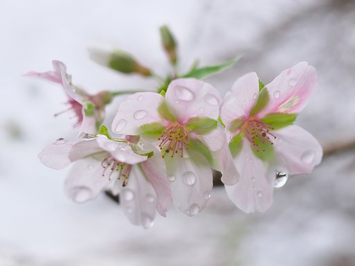 四季桜