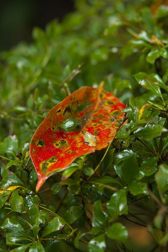 柿紅葉