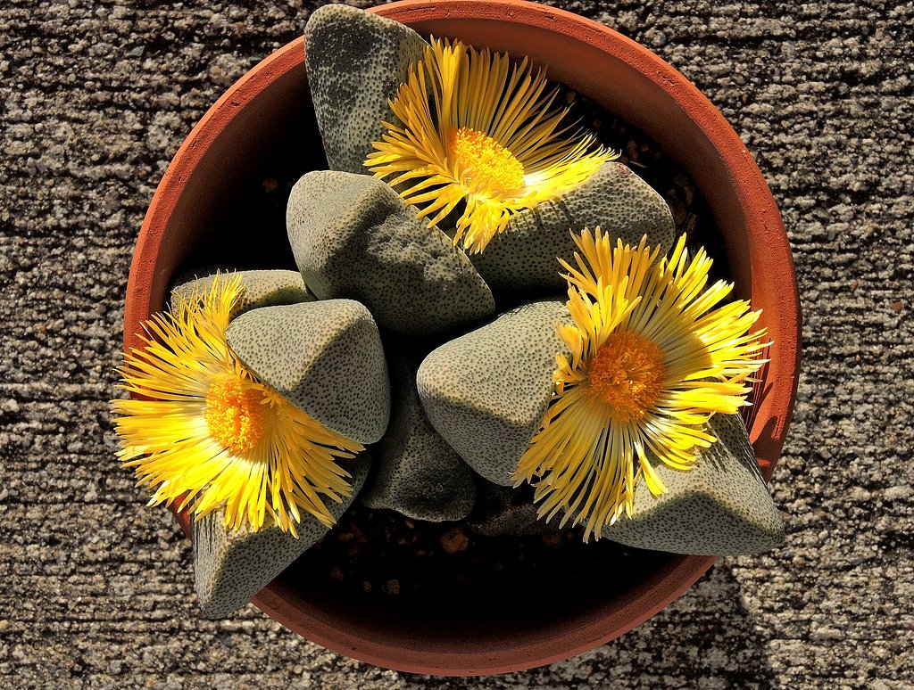 メセンの花