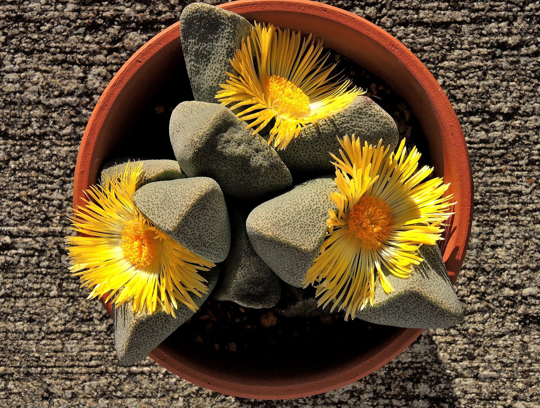 メセンの花