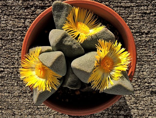 メセンの花