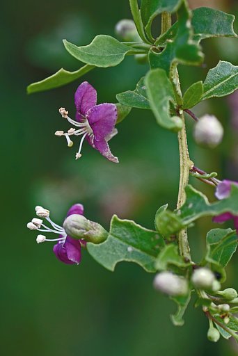 枸杞の花
