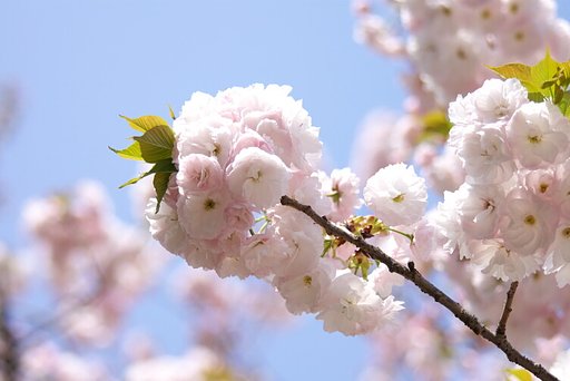 FA80mm-320ｍｍ f4.5-5.6サンプル２