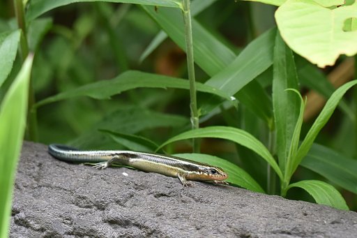 【横顔】ニホントカゲ