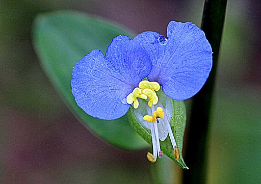 綺麗な野草