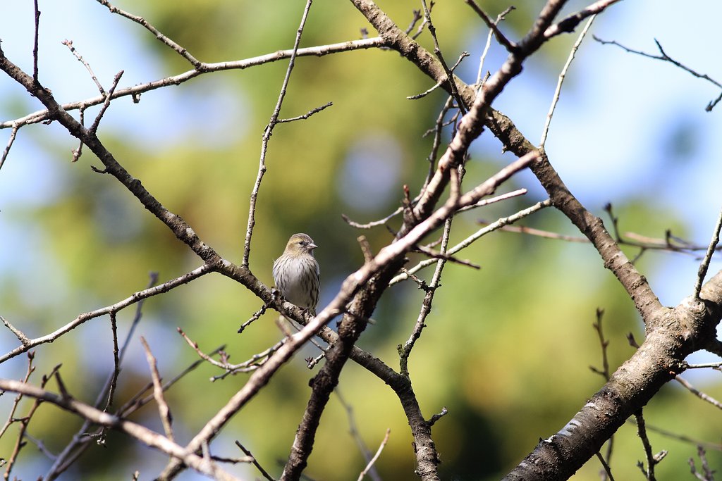 マヒワ♀