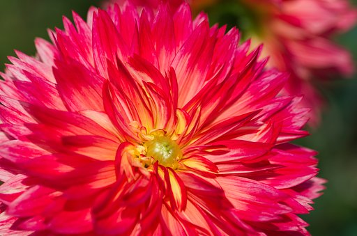 PENTAX-D FA MACRO 100mm F2.8