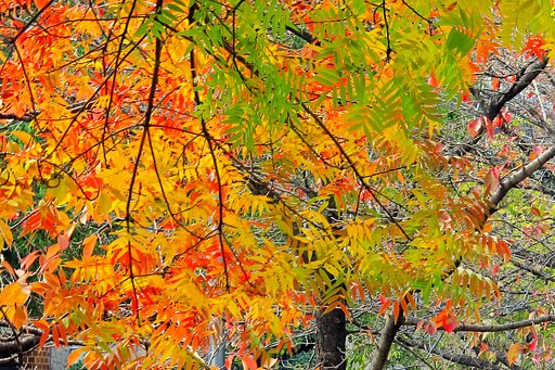 【色】グラデーション紅葉