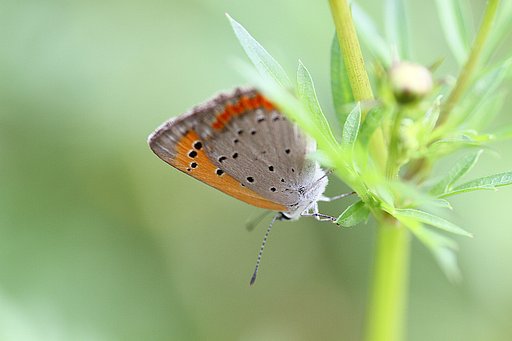 ベニシジミチョウ