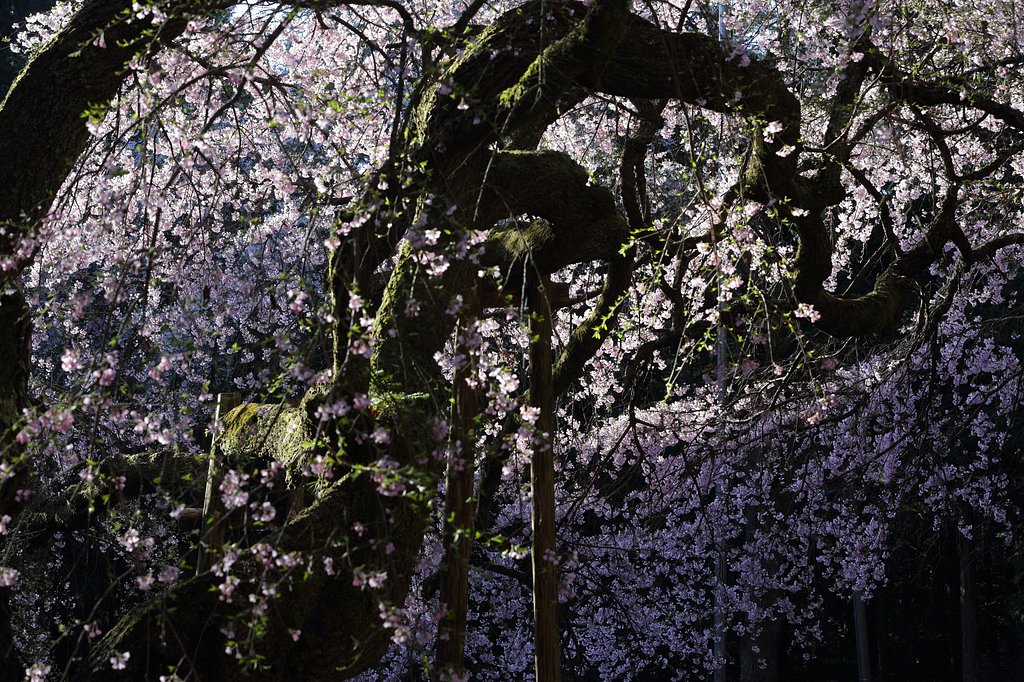 龍の桜・２０１７