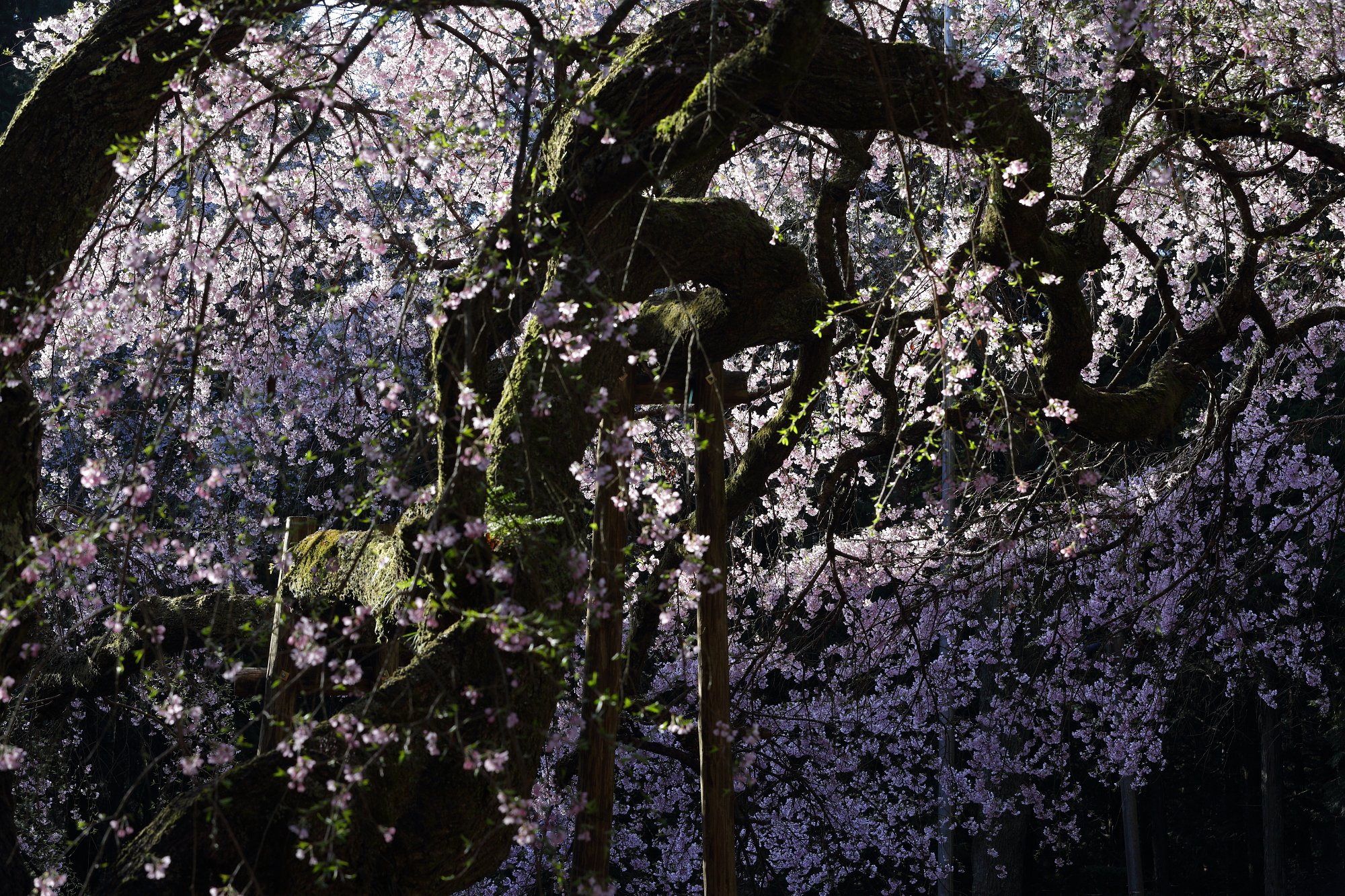 龍の桜・２０１７