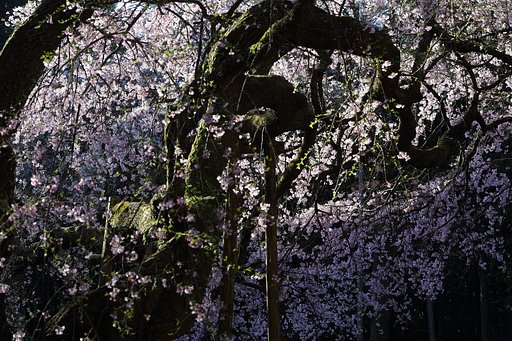 龍の桜・２０１７
