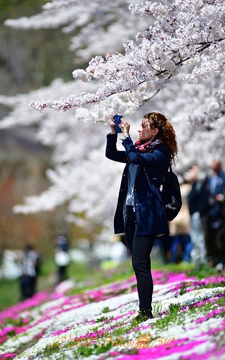 桜撮る御嬢さん